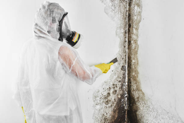 Best Residential Mold Remediation in Cliffwood Beach, NJ