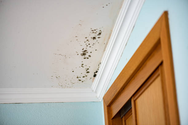 Best DIY Mold Remediation Support Services in Cliffwood Beach, NJ