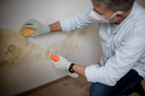 Best Preventive Mold Services in Cliffwood Beach, NJ