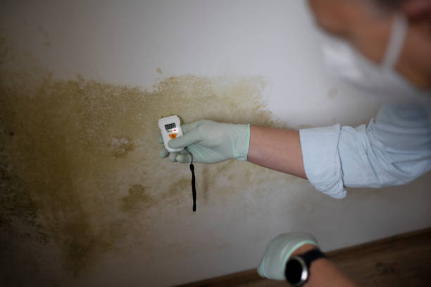 Best Residential Mold Remediation in Cliffwood Beach, NJ
