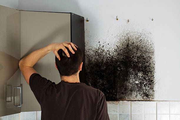 Best Commercial Mold Remediation in Cliffwood Beach, NJ